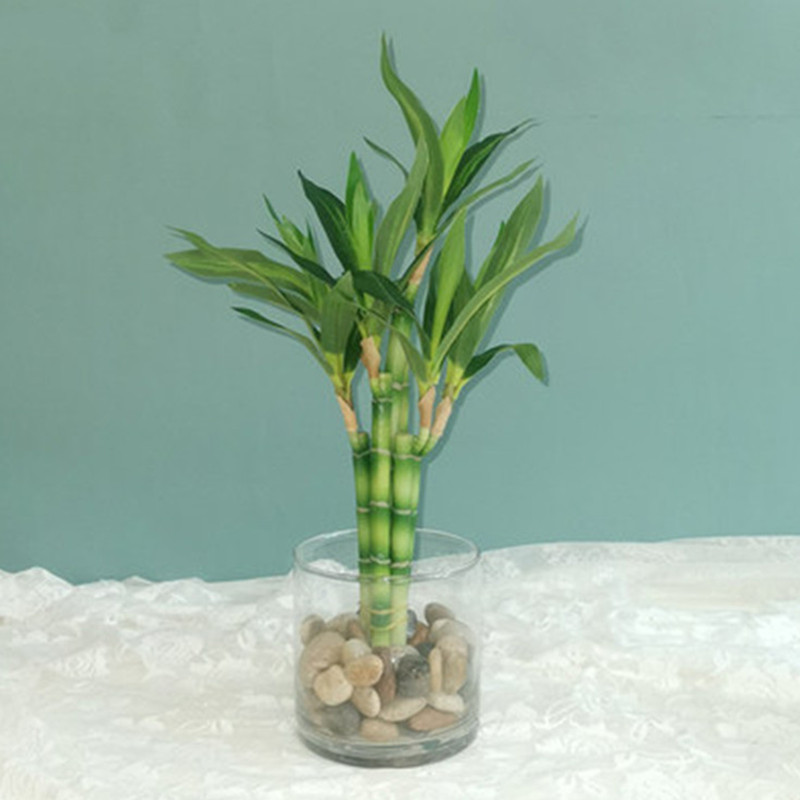 Aquarium Fish Fishing - Yeni 40cm Yapay Şanslı Bambu Sukulent