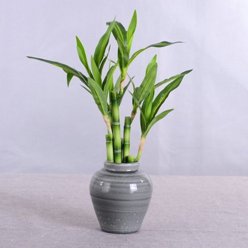 Yeni 40cm Yapay Şanslı Bambu S - Aquarium Fish Fishing incelemesi ve fiyatı
