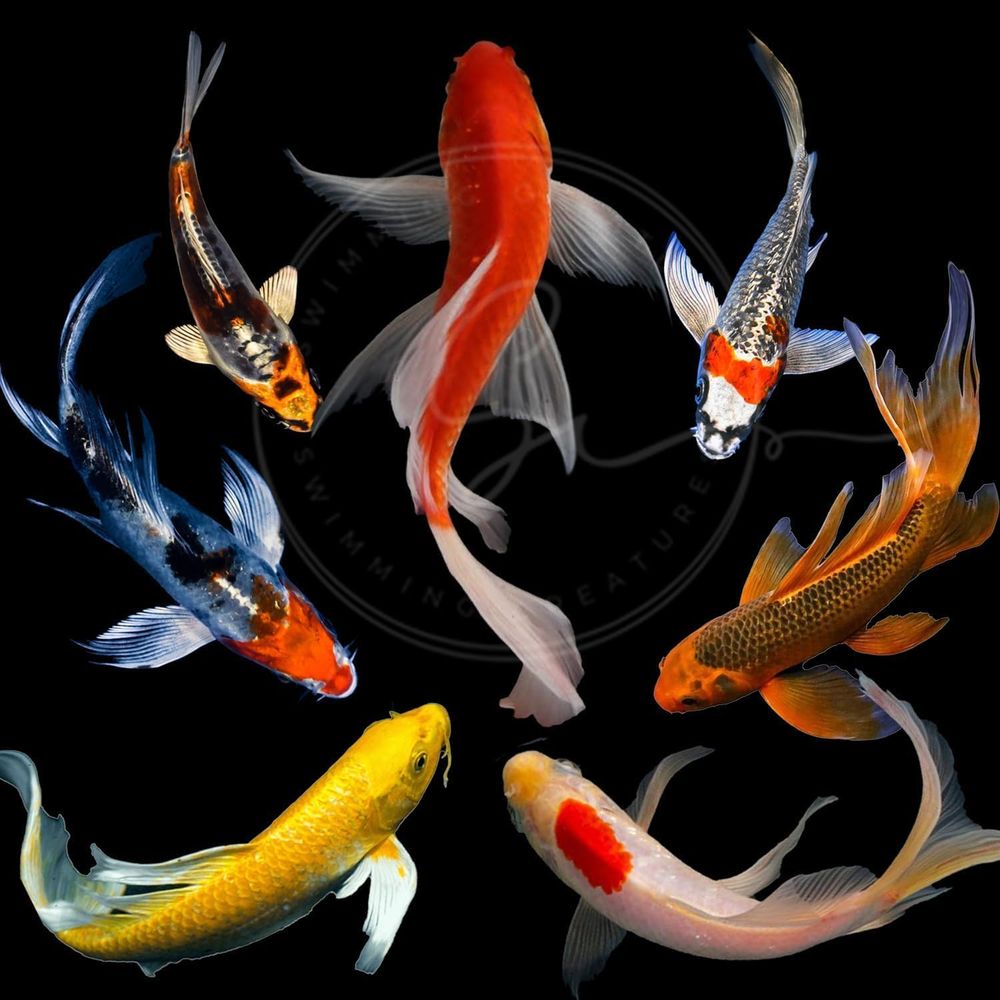 Çeşitli Renklerde Canlı Koi Ba - Live Fish Aquarium incelemesi ve fiyatı